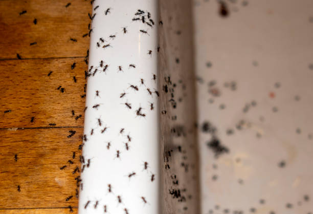 Pest Control Cost in Fort Smith, AR